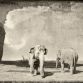 Eléphants devant une Epave
