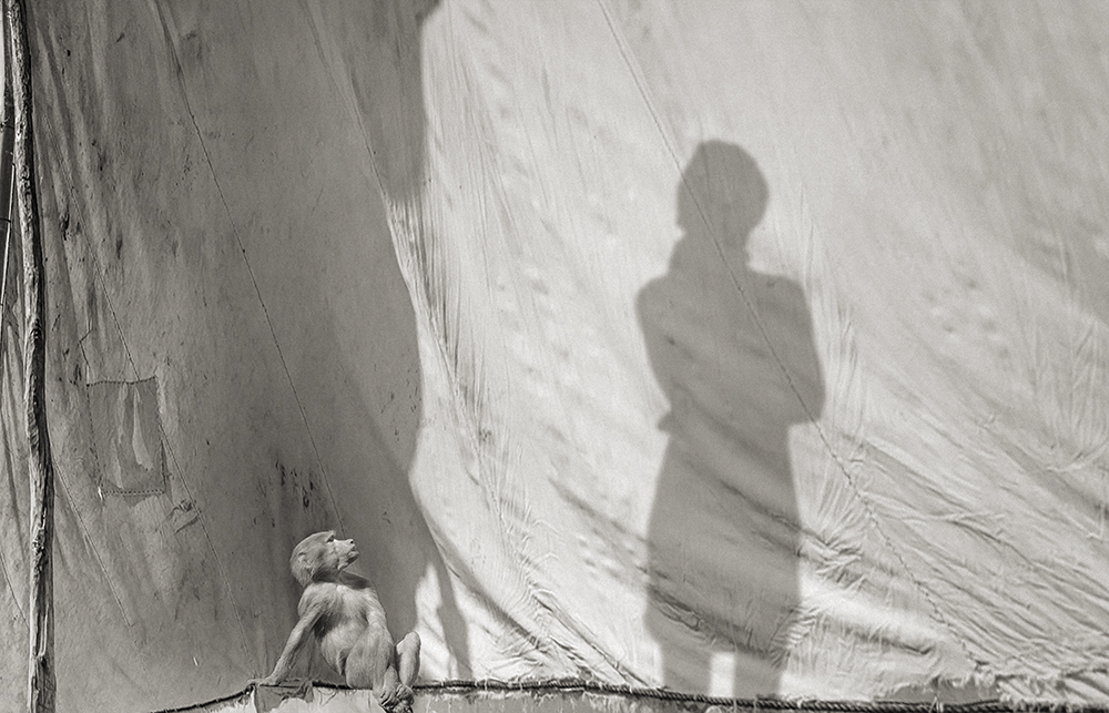 Le Singe et la Muse 05b.jpg